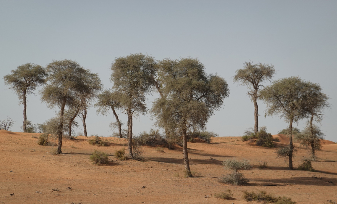 Prosopis cineraria  Geotagged,Prosopis cineraria,United Arab Emirates,Winter