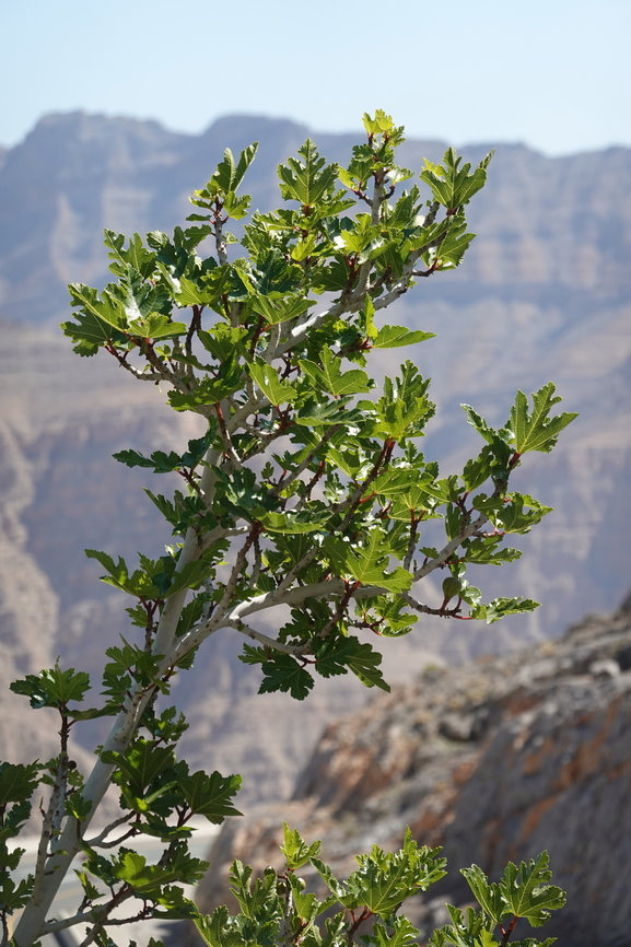 Ficus johannis  Ficus johannis,Geotagged,United Arab Emirates,Winter