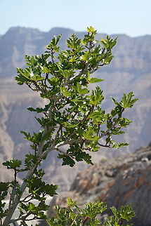 Ficus johannis  Ficus johannis,Geotagged,United Arab Emirates,Winter