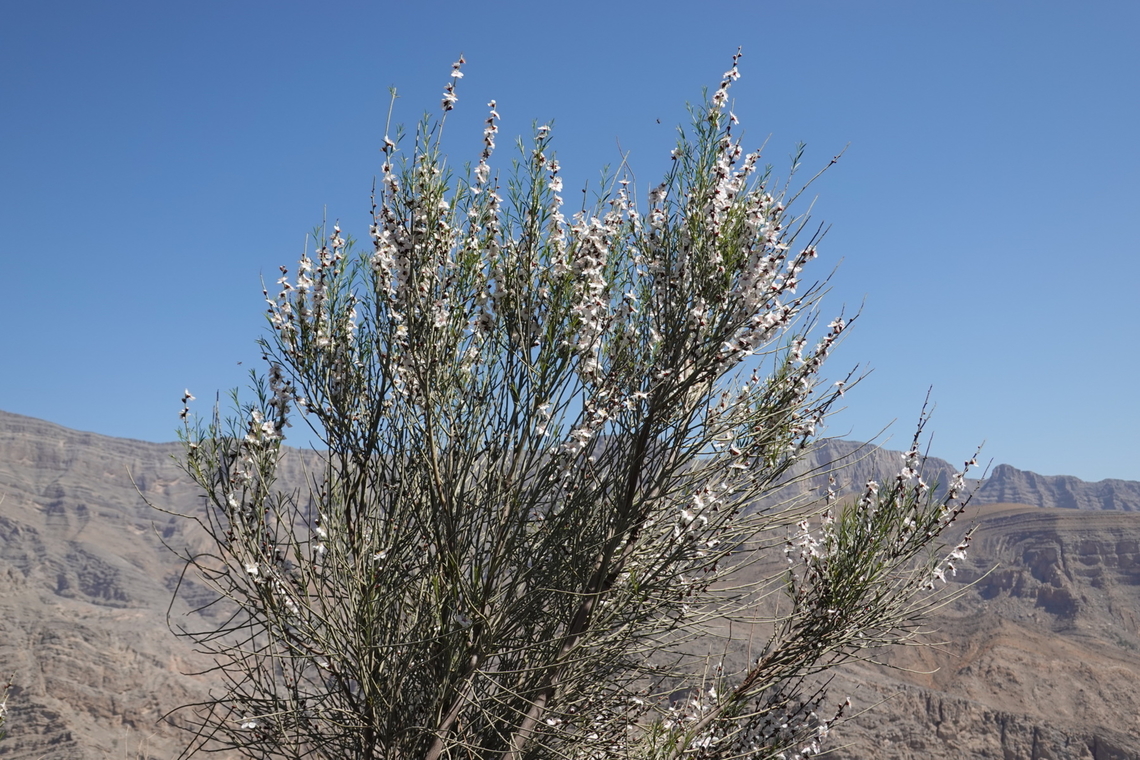 Prunus arabica  Geotagged,Prunus arabica,United Arab Emirates,Winter