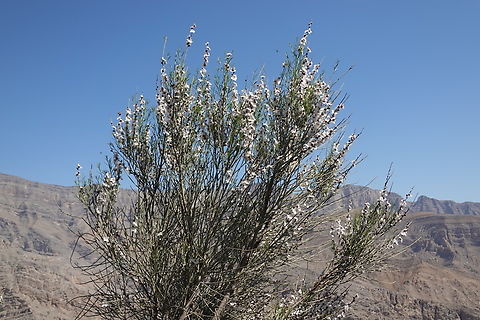 Prunus arabica  Geotagged,Prunus arabica,United Arab Emirates,Winter