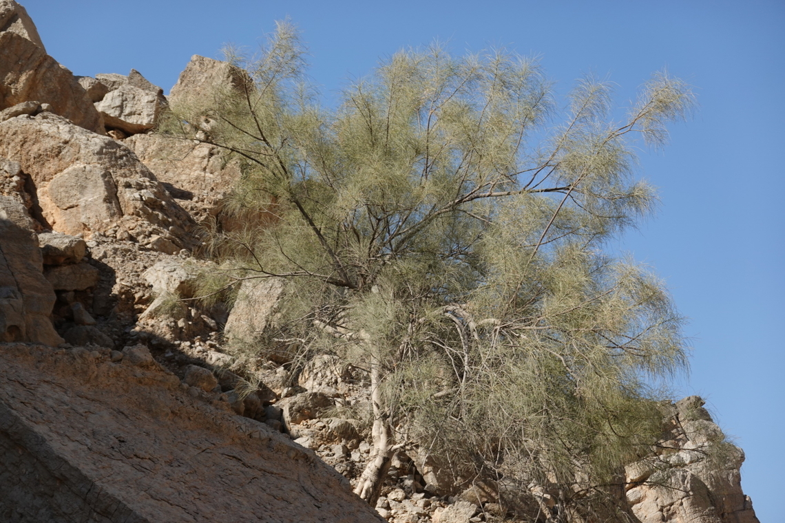 Moringa peregrina  Geotagged,Moringa peregrina,United Arab Emirates,Winter