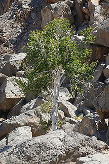 Ficus johannis  Ficus johannis,Geotagged,United Arab Emirates,Winter