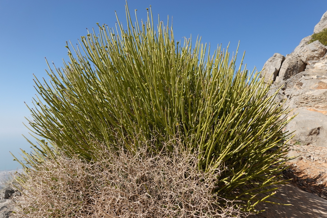 Euphorbia larica  Geotagged,United Arab Emirates,Winter,euphorbia larica