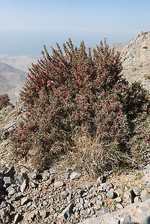 Astragalus fasciculifolius  Astragalus fasciculifolius,Geotagged,United Arab Emirates,Winter