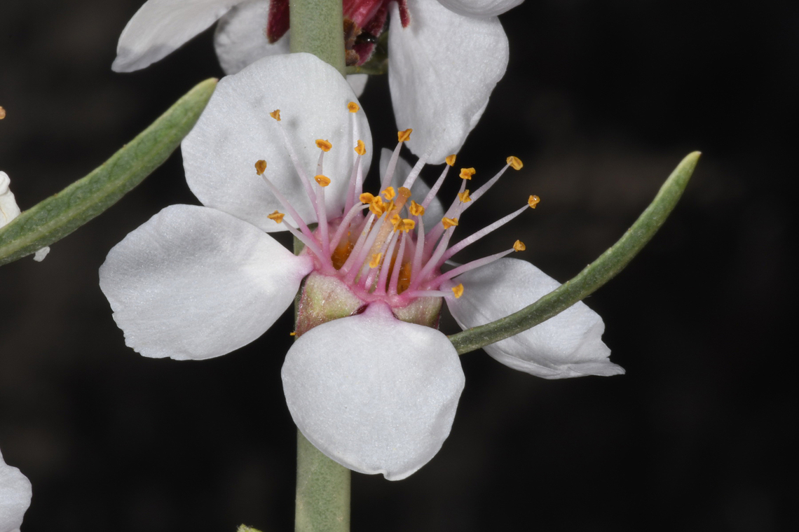 Prunus arabica  Geotagged,Prunus arabica,United Arab Emirates,Winter