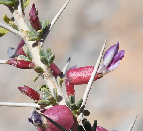 Astragalus fasciculifolius  Astragalus fasciculifolius,Geotagged,United Arab Emirates,Winter