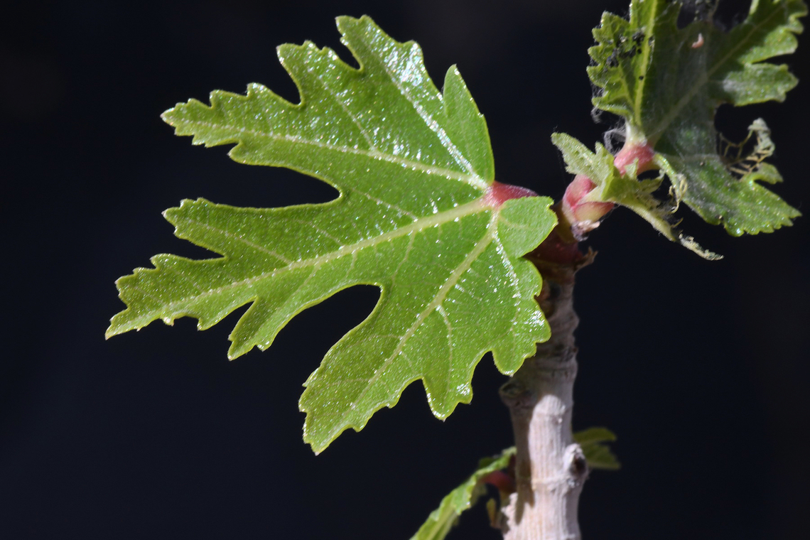 Ficus johannis  Ficus johannis,Geotagged,United Arab Emirates,Winter