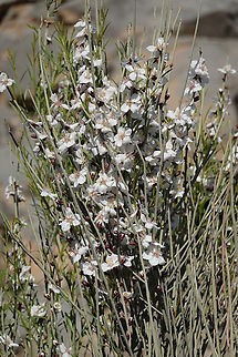 Prunus arabica  Geotagged,Prunus arabica,United Arab Emirates,Winter