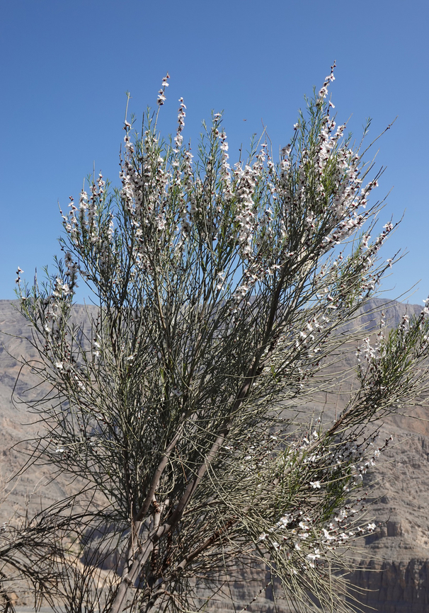Prunus arabica  Geotagged,Prunus arabica,United Arab Emirates,Winter