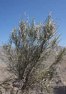 Prunus arabica  Geotagged,Prunus arabica,United Arab Emirates,Winter