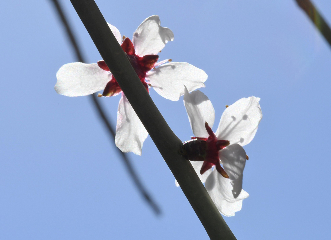 Prunus arabica  Geotagged,Prunus arabica,United Arab Emirates,Winter