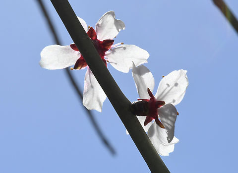 Prunus arabica  Geotagged,Prunus arabica,United Arab Emirates,Winter