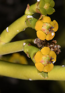 Euphorbia larica  euphorbia larica