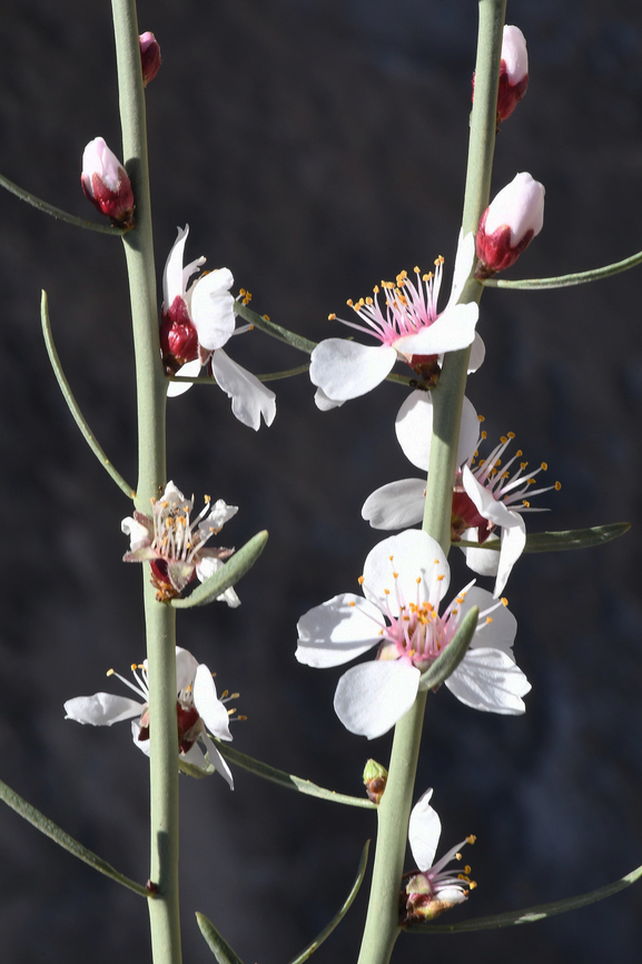 Prunus arabica  Geotagged,Prunus arabica,United Arab Emirates,Winter