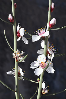 Prunus arabica  Geotagged,Prunus arabica,United Arab Emirates,Winter