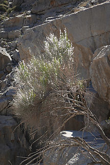 Prunus arabica  Geotagged,Prunus arabica,United Arab Emirates,Winter