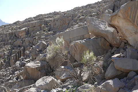 Prunus arabica  Geotagged,Prunus arabica,United Arab Emirates,Winter