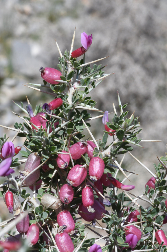 Astragalus fasciculifolius  Astragalus fasciculifolius,Geotagged,United Arab Emirates,Winter