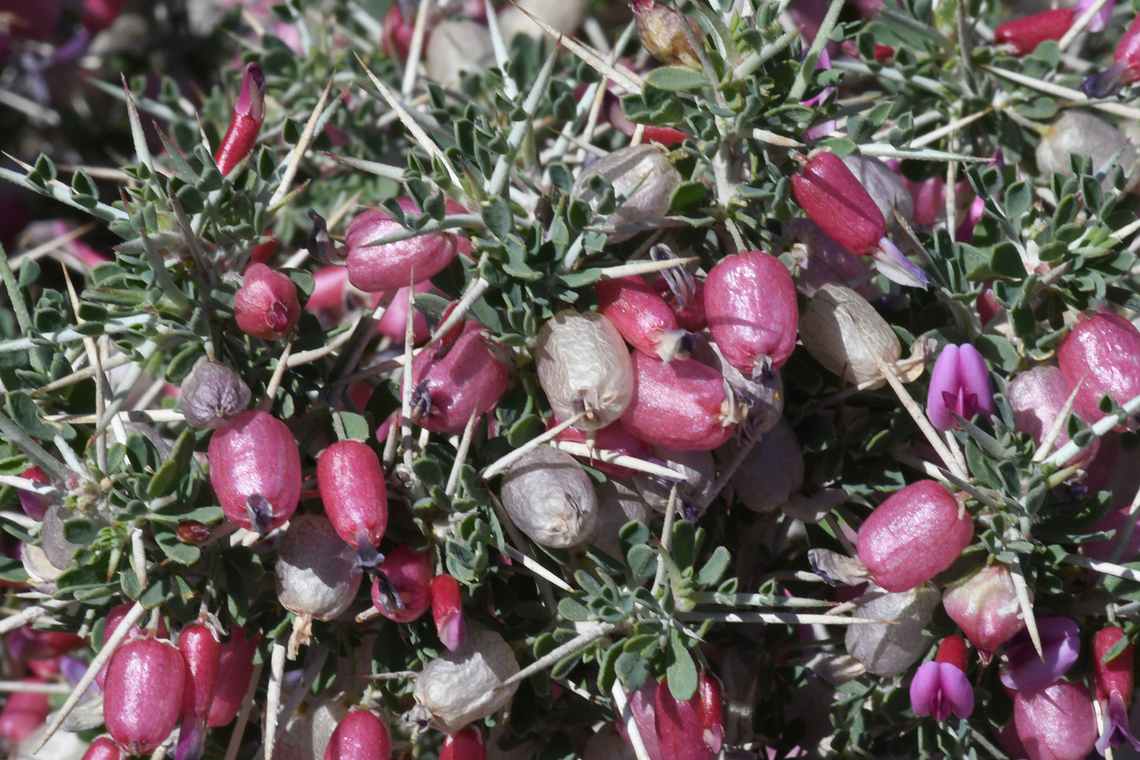 Astragalus fasciculifolius  Astragalus fasciculifolius,Geotagged,United Arab Emirates,Winter