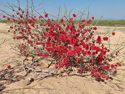 Calligonum comosum  Calligonum comosum,Geotagged,United Arab Emirates,Winter