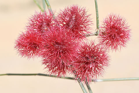 Calligonum comosum  Calligonum comosum,Geotagged,United Arab Emirates,Winter