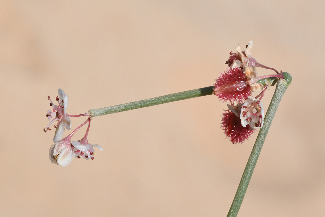 Calligonum comosum  Calligonum comosum,Geotagged,United Arab Emirates,Winter