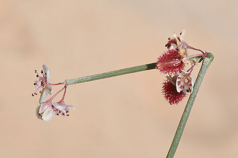 Calligonum comosum  Calligonum comosum,Geotagged,United Arab Emirates,Winter