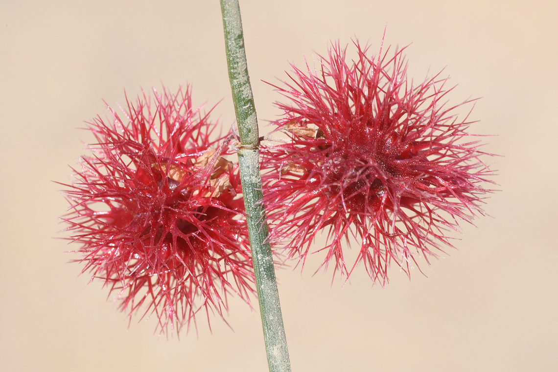 Calligonum comosum  Calligonum comosum,Geotagged,United Arab Emirates,Winter