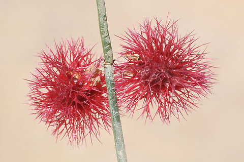 Calligonum comosum  Calligonum comosum,Geotagged,United Arab Emirates,Winter
