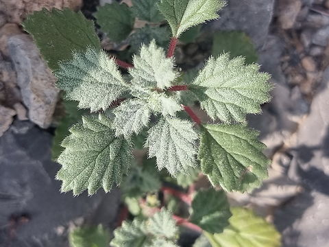 Forsskaolea tenacissima  Forsskaolea tenacissima,Geotagged,United Arab Emirates,Winter