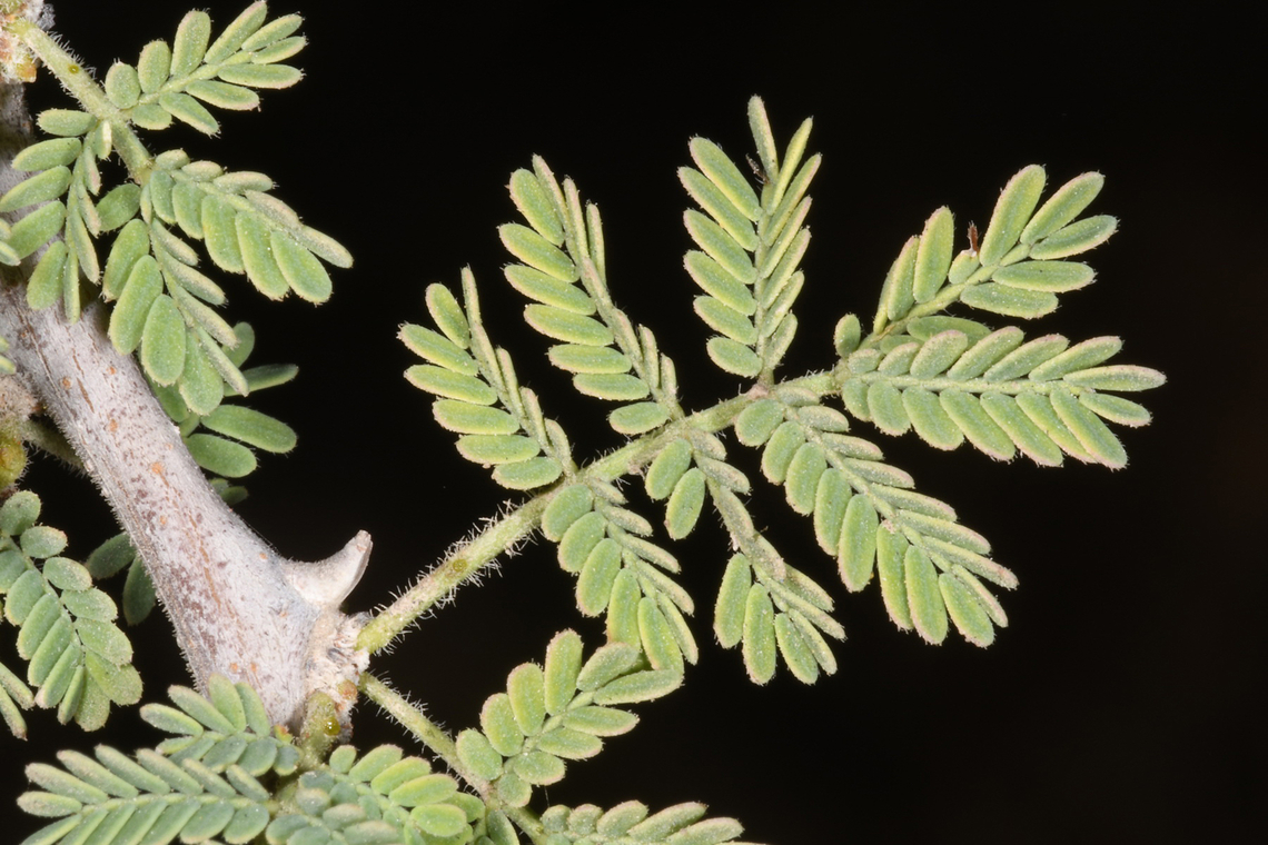 Acacia tortilis  Acacia tortilis,Geotagged,Umbrella thorn acacia,United Arab Emirates,Winter