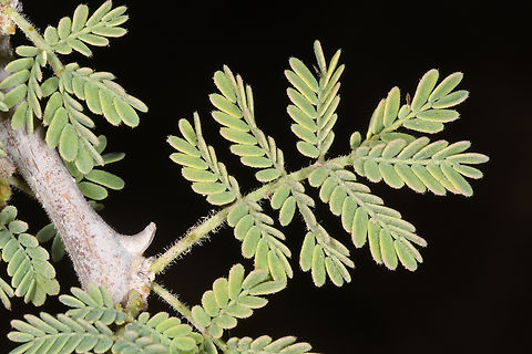 Acacia tortilis  Acacia tortilis,Geotagged,Umbrella thorn acacia,United Arab Emirates,Winter