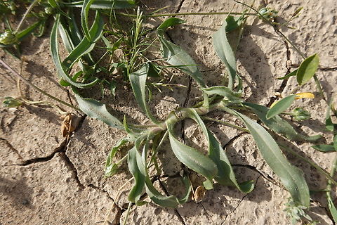 Plantago amplexicaulis  Geotagged,Plantago amplexicaulis,United Arab Emirates,Winter,plantago amplexicaulis