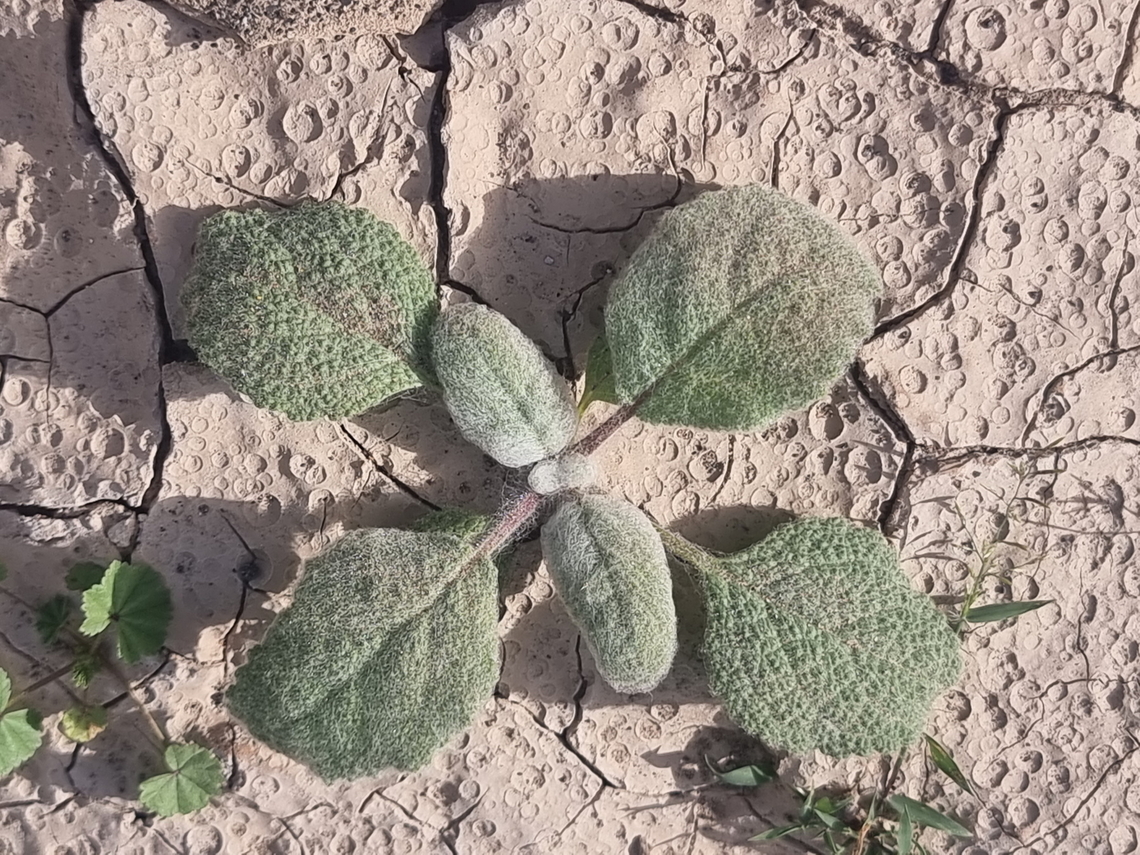 Salvia spinosa  Geotagged,Salvia spinosa,United Arab Emirates,Winter