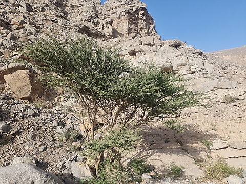 Acacia tortilis  Acacia tortilis,Geotagged,Umbrella thorn acacia,United Arab Emirates,Winter