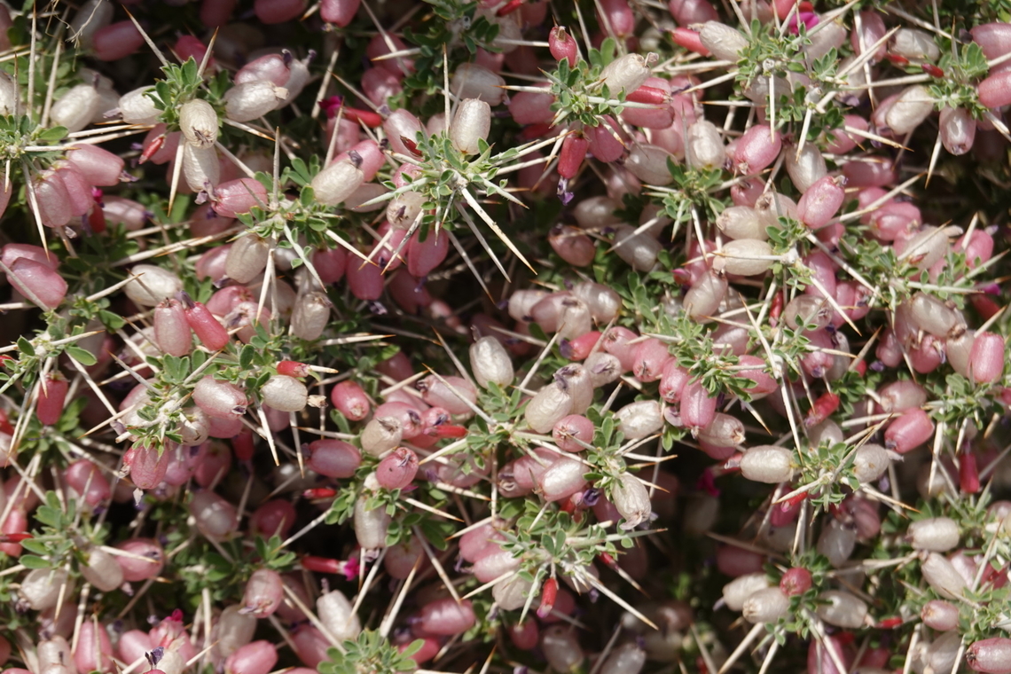 Astragalus fasciculifolius  Astragalus fasciculifolius,Geotagged,United Arab Emirates,Winter