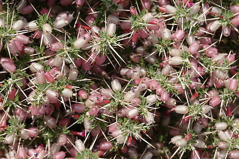 Astragalus fasciculifolius  Astragalus fasciculifolius,Geotagged,United Arab Emirates,Winter