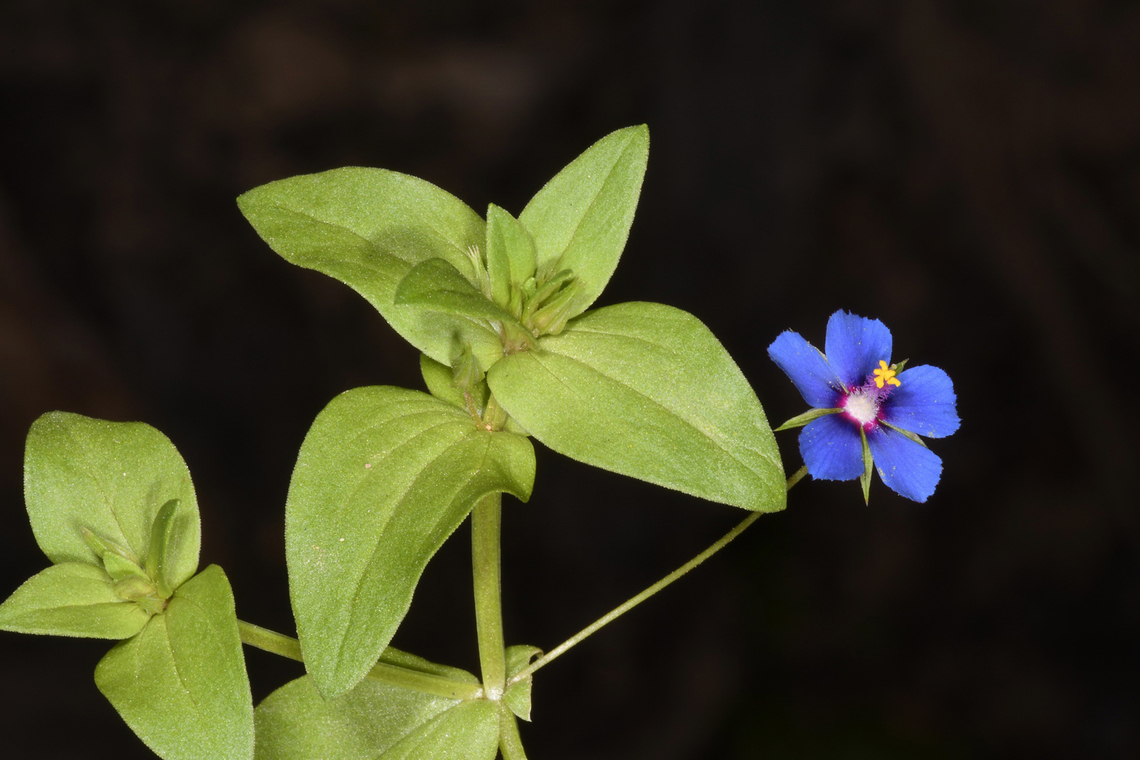 Anagallis arvensis  Anagallis arvensis,Geotagged,Scarlet pimpernel,United Arab Emirates,Winter