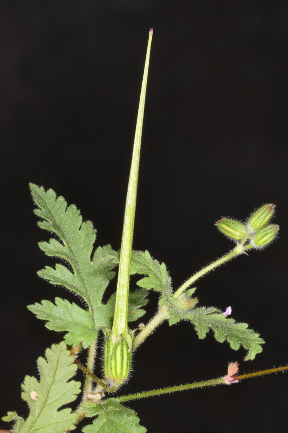 Erodium neuradifolium  Erodium neuradifolium,Geotagged,United Arab Emirates,Winter