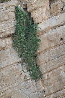 Cocculus pendulus  Cocculus pendulus,Geotagged,United Arab Emirates,Winter