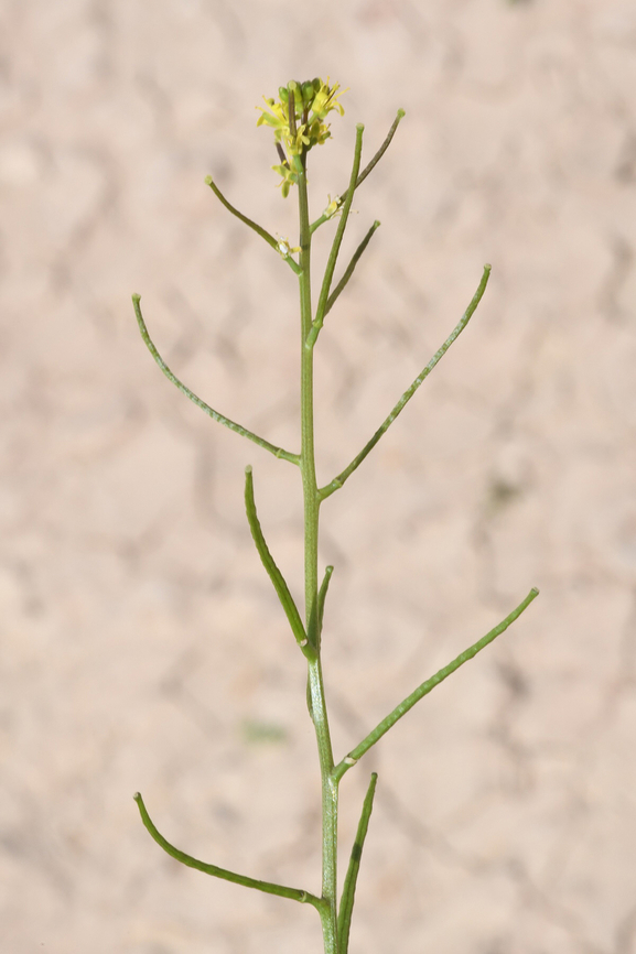 Sisymbrium erysimoides  Geotagged,Sisymbrium erysimoides,Smooth mustard,United Arab Emirates,Winter