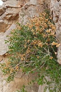 Capparis cartilaginea  Capparis cartilaginea,Geotagged,United Arab Emirates,Winter