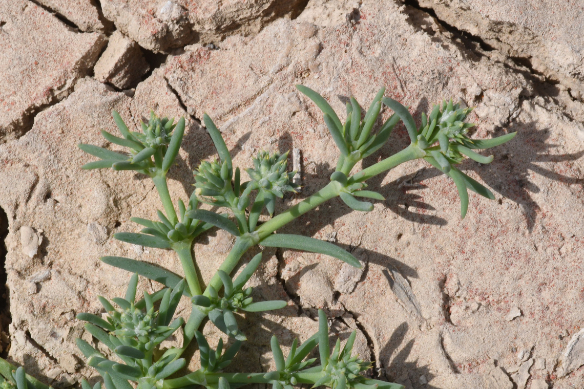 Gymnocarpos sclerocephalus  Geotagged,Gymnocarpos sclerocephalus,United Arab Emirates,Winter