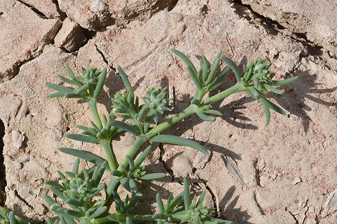 Gymnocarpos sclerocephalus  Geotagged,Gymnocarpos sclerocephalus,United Arab Emirates,Winter