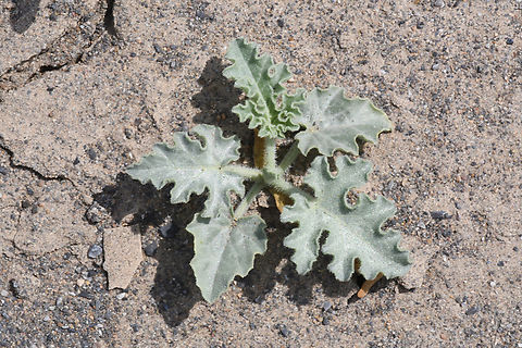 Citrullus colocynthis  Citrullus colocynthis,Colocynth,Geotagged,United Arab Emirates,Winter