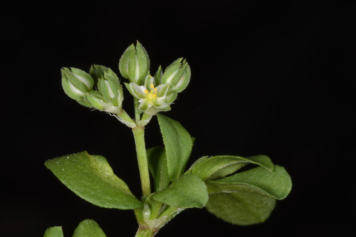 Polycarpon tetraphyllum  Geotagged,Polycarpon tetraphyllum,United Arab Emirates,Winter