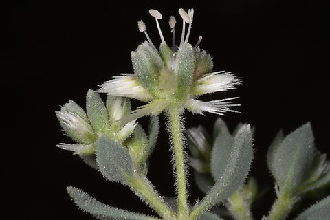 Cometes surattensis  Cometes surattensis,Geotagged,United Arab Emirates,Winter