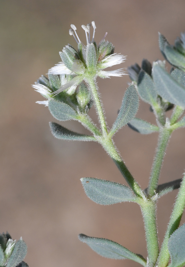 Cometes surattensis  Cometes surattensis,Geotagged,United Arab Emirates,Winter