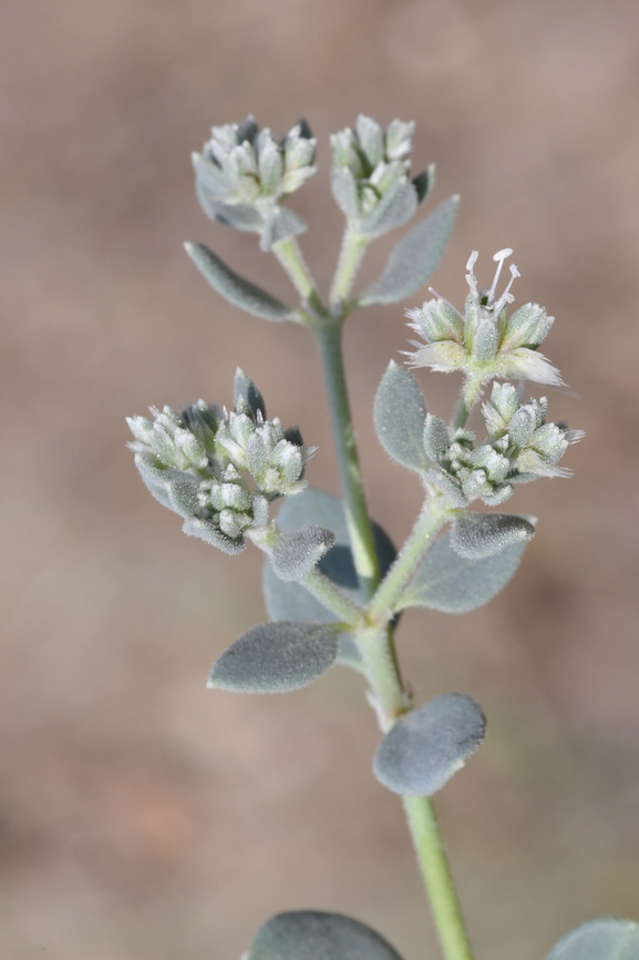 Cometes surattensis  Cometes surattensis,Geotagged,United Arab Emirates,Winter